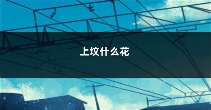 上坟什么花