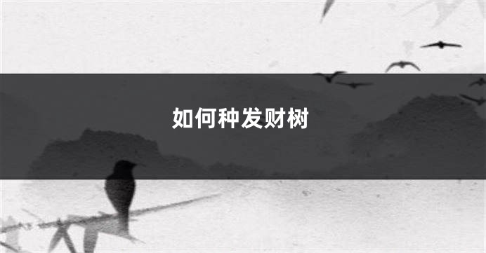 如何种发财树