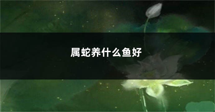 属蛇养什么鱼好