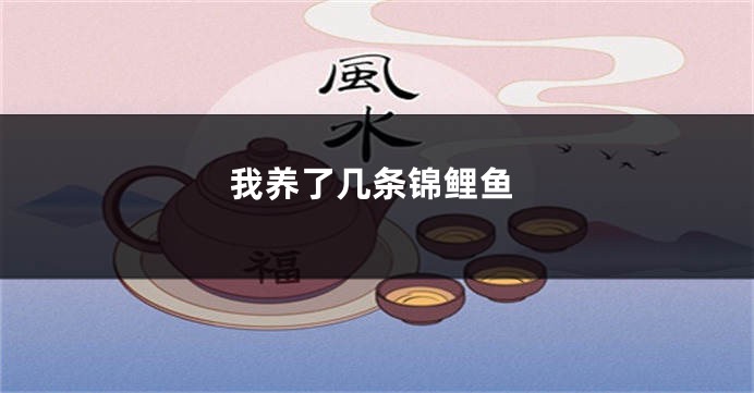 我养了几条锦鲤鱼