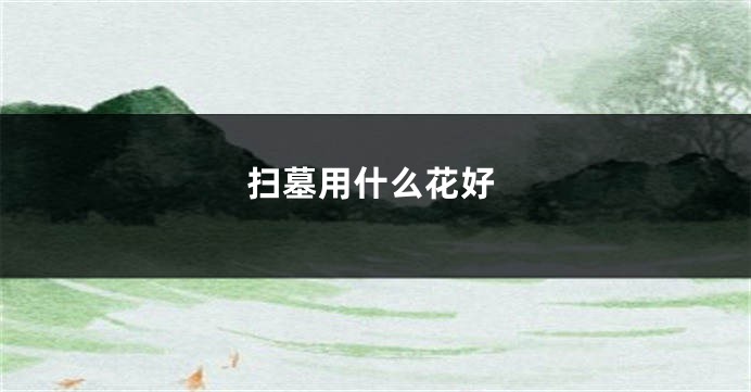 扫墓用什么花好