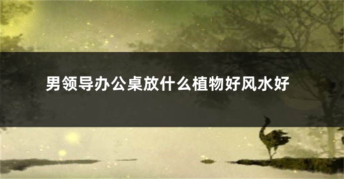 男领导办公桌放什么植物好风水好