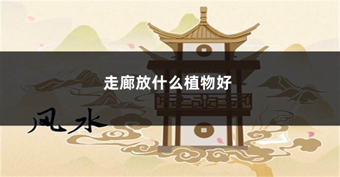 走廊放什么植物好