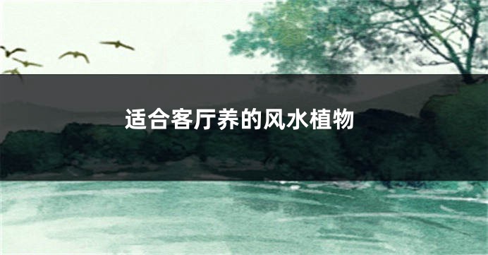 适合客厅养的风水植物